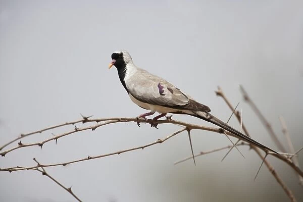 Namaqua Dove (Oena capensis) adult male, perched on thorny twig, Gambia, February