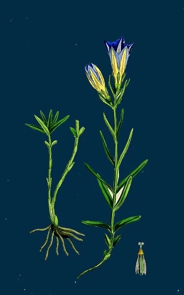 Gentiana Pneumonanthe; Calathian Violet
