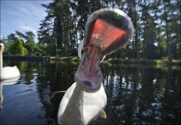 Closeup image of a swans open beak taken on the Caledonian Canal at Kytra Lock