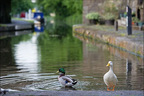 Image of ducks bathing in the canal at Linlithgow