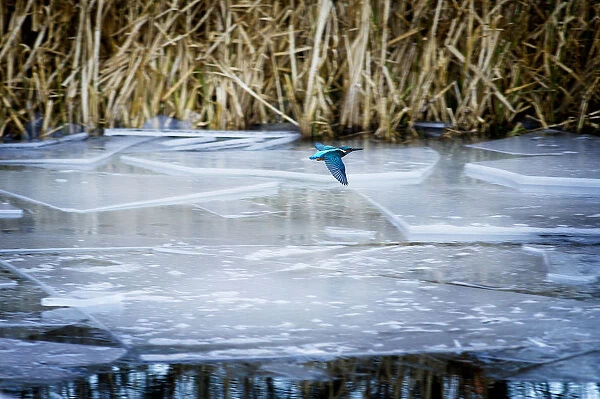 Image of a kingfisher in flight above a frozen canal in winter