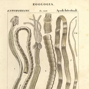 Parasitic worms and tapeworms