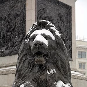 Snow on a lion in Trafalgar Square, London