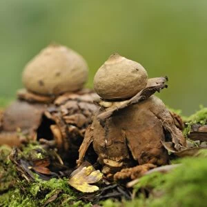 Common Earth-star (Geastrum triplex) two fruiting bodies, fully opened, Leicestershire, England, October