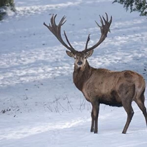 Red Deer -Cervus elaphus-, stag with a winter coat standing in the snow, captive, Bavaria, Germany