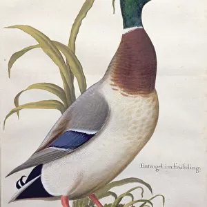Study of a mallard duck, c. 1790 (w / c with gouache on paper)