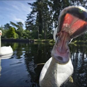 Closeup image of a swans open beak taken on the Caledonian Canal at Kytra Lock