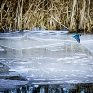 Image of a kingfisher in flight above a frozen canal in winter